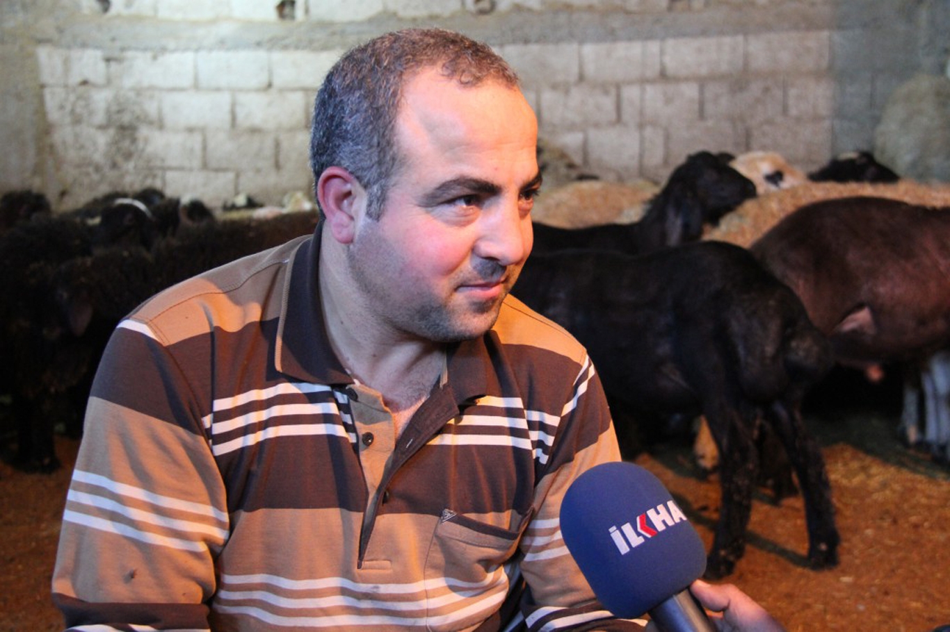Koyun kırkmada teknoloji kolaylığı Koyun kırkmada teknoloji kolaylığı